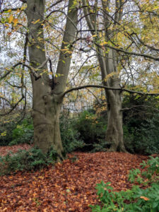 Autumn leaves at Fritton Lake