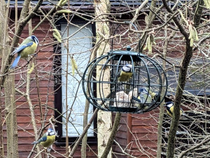 Bird feeder at Fritton Lake Woodland Cabin