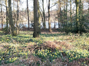 Daffodils at Fritton Lake