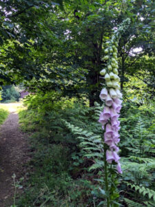 Foxgloves at Fritton Lake