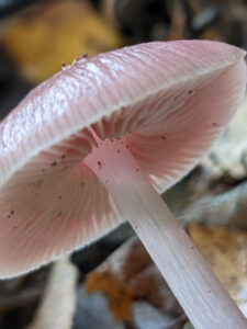 Mushroom spotting at Fritton Lake