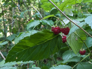 Foraging for raspberries at Fritton Lake