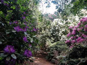 Rhododendron at Fritton Lake